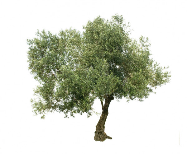 Olive Tree - Character and a Servant-Leader