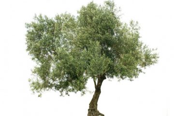 Olive Tree - Character and a Servant-Leader